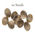 10 Seeds