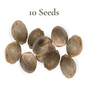 10 Seeds