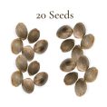 20 Seeds