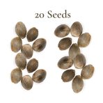 20 Seeds
