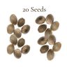 20 Seeds