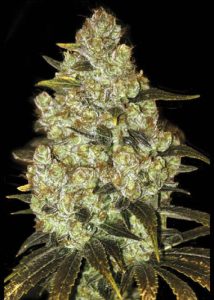 Green Candy Feminized