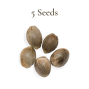 5 Seeds