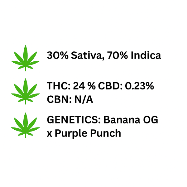 Banana Monkey Feminized Seeds - Image 2