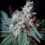 Cream-Caramel-F1-Fast-Version-Sweet-Seeds-cannabisfroe-2