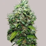 NYC_Diesel_4-5_176bcdc5_thumbnail_1024