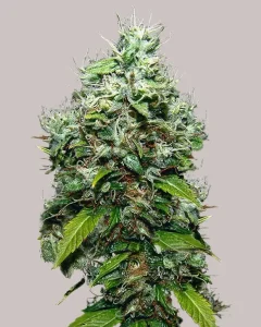 CBD NYC Diesel