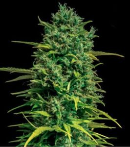 Tropical Coconut Feminized