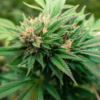 Dubai Poison Feminized - Image 6