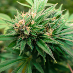 bg_fda9030d2abd0fd3ec0cefe355de7d21