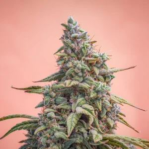 CBD Cheese - Feminized