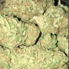 green-candy__primary_8fc9 (2)