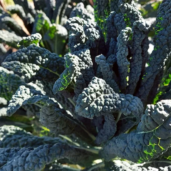 Kale - black Toscana