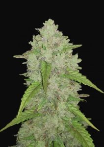 Amnesia Haze Feminized