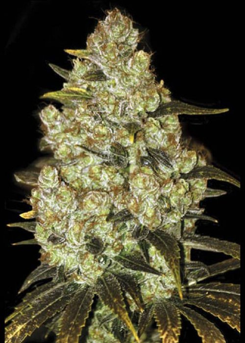 Green Candy Feminized Seeds