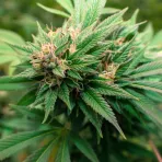 bg_fda9030d2abd0fd3ec0cefe355de7d21