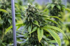 Dubai Poison Feminized
