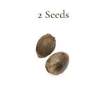 Tropical Coconut Feminized - Image 2