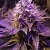 Purple Haze Feminized - Image 6