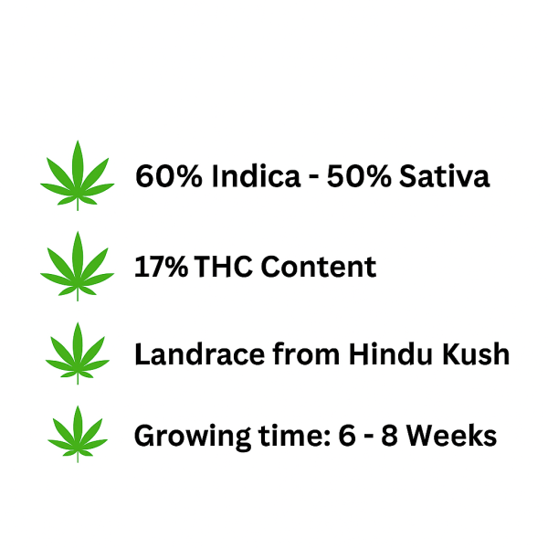 Auto Afghan Kush Feminized Seeds - Image 2