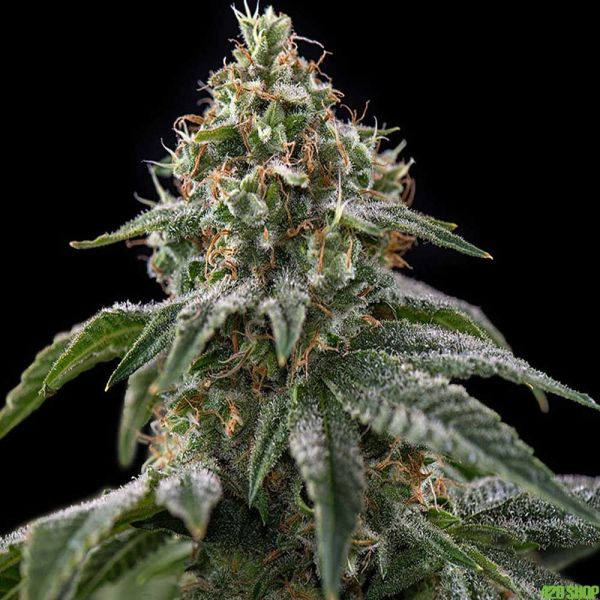 Girl Scout Cookies Feminized Seeds