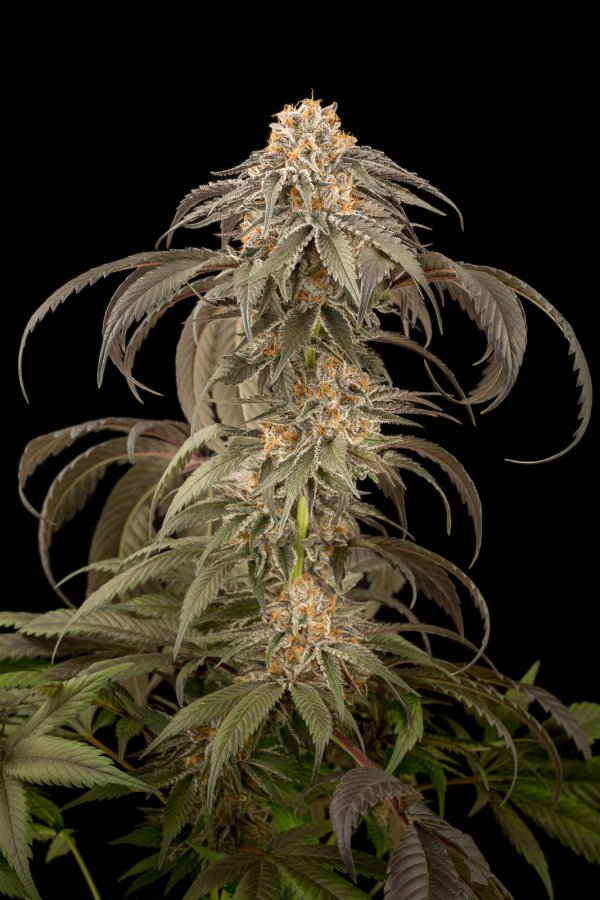 Auto Afghan Kush Feminized Seeds