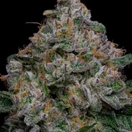 blue-dream-strain-cannabis-flower-nug