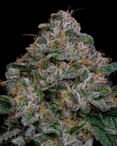 Auto Blue Dream Feminized
