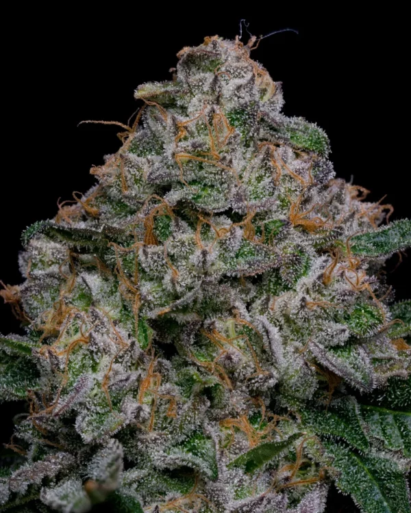 blue-dream-strain-cannabis-flower-nug