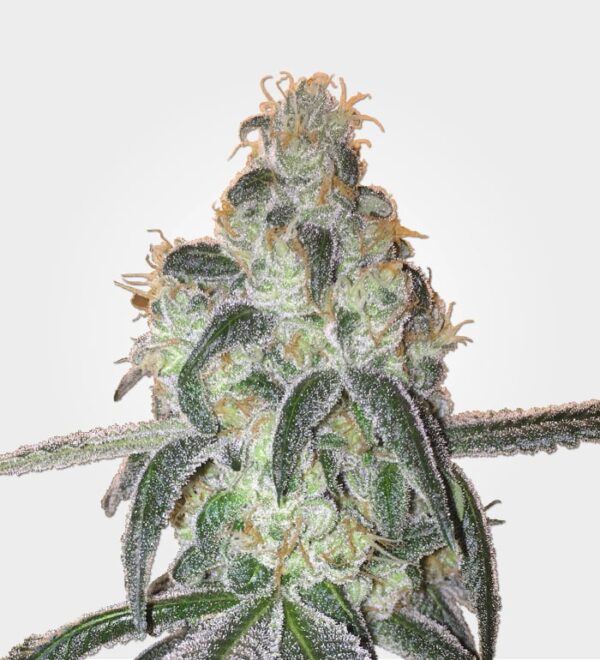 Girl Scout Cookies Feminized - Image 6