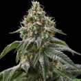 girls-scout-cookies-1000
