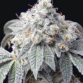 white-widow-feminized-seeds-jpeg