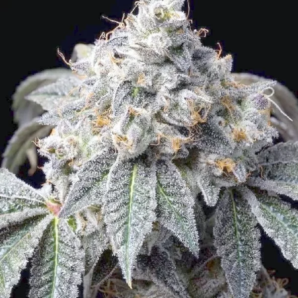 Auto White Widow