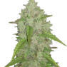 m_blc_original_auto_amnesia_haze_black_1690110259-removebg-preview