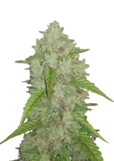 m_blc_original_auto_amnesia_haze_black_1690110259-removebg-preview m_blc_original_auto_amnesia_haze_black_1690110259-removebg-preview