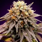 7106-auto-lavender_700