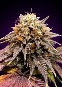Auto Lavender Best Feminized Seeds