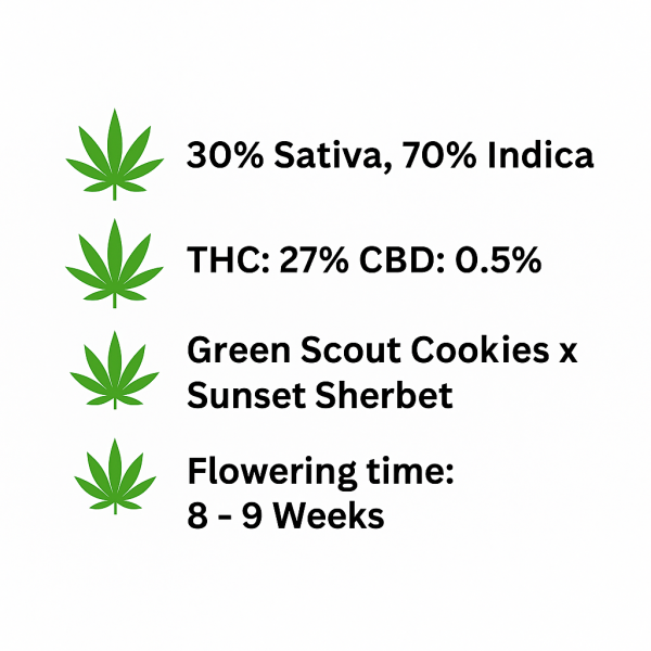 ChatGPT Image Nov 8, 2025, 03_49_06 PM ChatGPT Image Nov 8, 2025, 03_49_06 PM