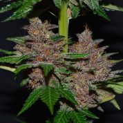G13Labs_PurpleHaze_3_600x600