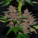 G13Labs_PurpleHaze_3_600x600