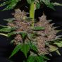 G13Labs_PurpleHaze_3_600x600