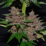 G13Labs_PurpleHaze_3_600x600