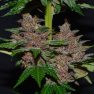 G13Labs_PurpleHaze_3_600x600