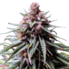 Purple Haze Feminized