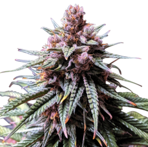 Purple Haze Feminized