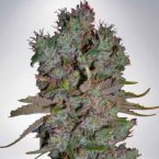 auto-blueberry-domina_4