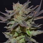 auto-lavender