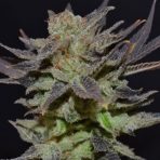 auto-lavender