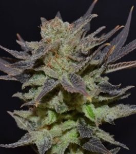 Auto Lavender Best Feminized