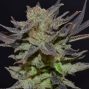 auto-lavender